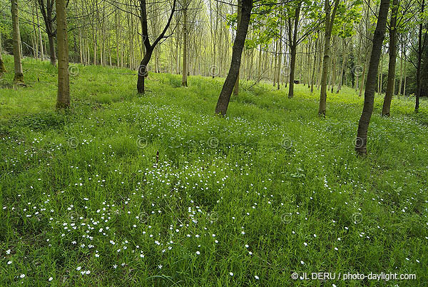 bois au printemps